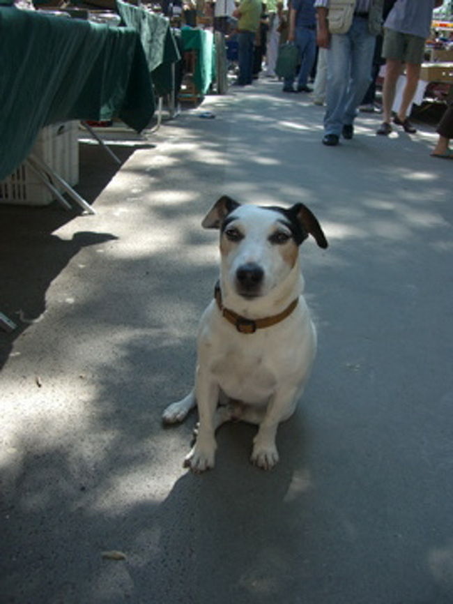 人懐っこいワンちゃん。<br /><br />この近くのお店のワンちゃんなんだけど、<br />すりすりっとしてきたので、ちょっとしゃがんだら、<br />「ぴとっ」って寄り添ってくれた！！なので、なでなで。<br /><br />別れ際に撮った写真。<br />くぅ〜、カワイ過ぎっっ！！