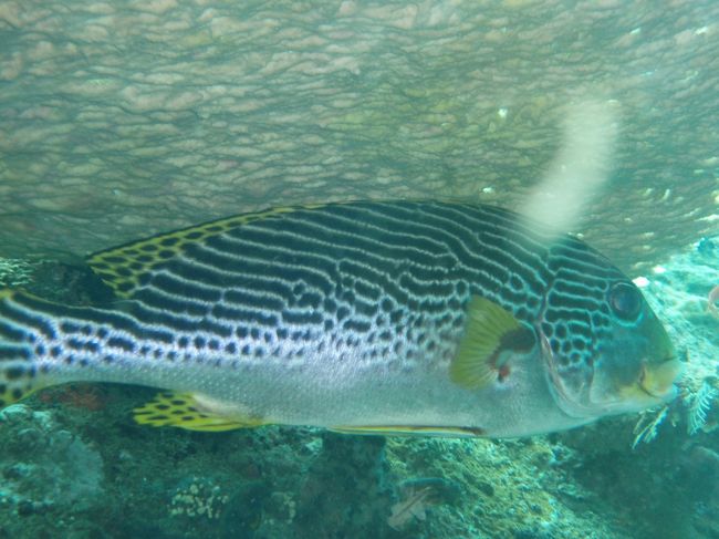 大きな魚が！！