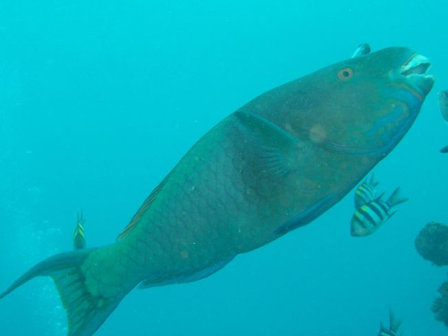 雨季ということもあ透明度はあまり高くありませんでした。<br /><br />ちなみにバリ島に行った翌年沖縄でダイビングライセンスを取ったのですが、慶良間諸島の方が魚影濃く、透明度も断然良かったです。<br />ただバリ島では季節によってマンボウを見ることができるので、是非ともまた潜ってみたいと思います。