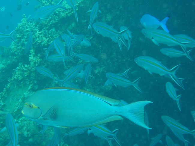 小さな魚がいっぱい。