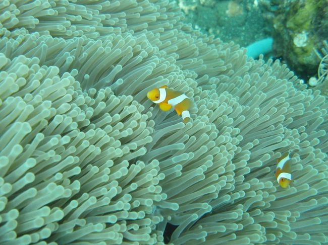 可愛いカクレクマノミ。<br />ファインディング・ニモで有名になった魚です。<br /><br />撮影中、一緒に泳いでいた同僚に押されて変なサンゴを触って刺されて(？)しまいました。<br />少し痛かったですが、しばらくしたら自然治癒しました。<br />ちなみに水中カメラは有料で貸してもらえました。