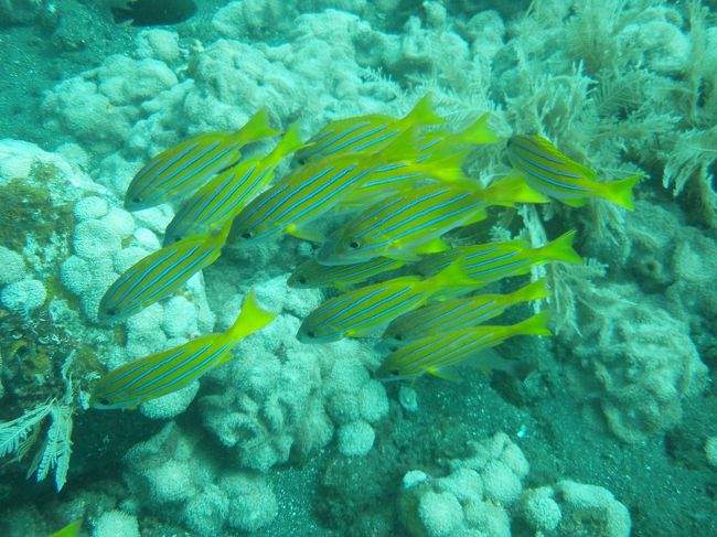 綺麗な魚が群れていました。<br />サンゴ礁も広がっていて、とても美しい海です。