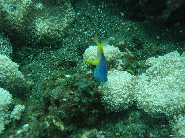 ハナヒゲウツボ！！<br />個人的にこのレアフィッシュを見れたことが一番嬉しかったです。