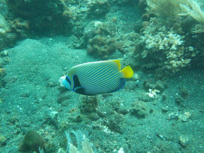 トランベンはヌサドゥアから片道３時間くらいかかります。<br />往路はともかく、復路はグッタリして寝てしまいました(笑)<br /><br />ホテルに戻るともう夕刻だったのですが、気力を振り絞ってDFSにお土産を買いにいきました。<br />コンラッドやリッツカールトン等には直通の送迎バスが往復しているため、気軽に行くことができます。<br /><br />買い物終わりでホテルに帰ったらもうバタンキュー。