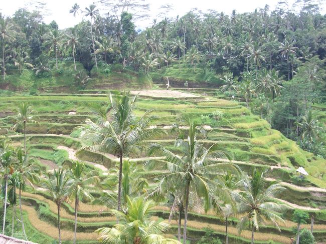 次はキンタマーニ高原に向かって車を走らせます。<br />途中テガラランを通ったので下ろしてもらいました。<br />段々畑が綺麗です。