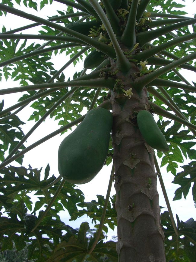 マンゴー(パパイヤ？)らしきものがなっていました。<br />まだ青くて食べれなそうですが。
