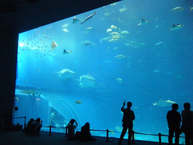 なるほど、この大きな水槽は圧巻です！<br />ジンベイザメ、１匹しか居ないのかと思っていたら３〜４匹いたのでビックリしました。<br /><br />眺めているといつまでも居てしまいそうなので、そろそろホテルへ帰ります。<br />夕食はホテルで済ませました。
