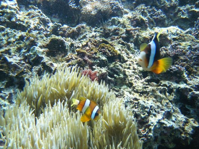 洞窟から外の海へ出て、しばらく自由にシュノーケリングできました。<br /><br />下のほうにニモがいるよ！、といってミカさんが写真を撮ってきてくれました。<br />私も上のほうからで小さかったけど見ることが出来ました。