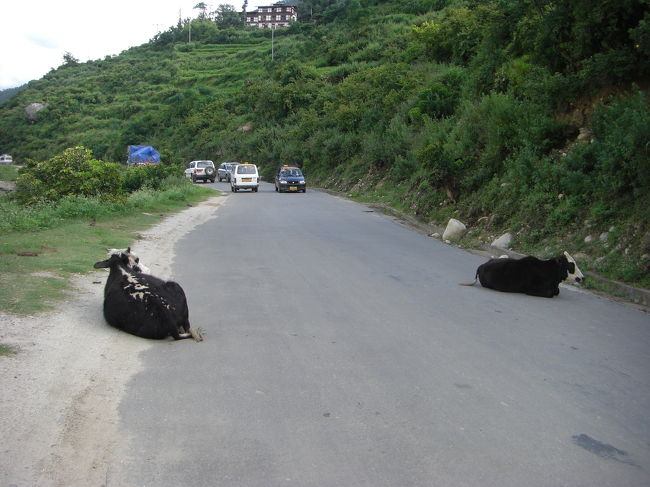 宿への帰り道、牛が！　検問でもしているのかな？