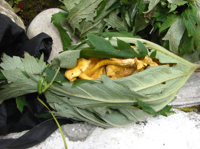 こちらはマッシュルームです。