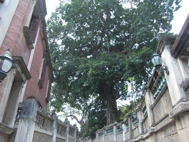 １０分ぐらいで人形劇も飽きたので、散策へ復帰！<br />こんな宮崎アニメにできていそうな大木がいっぱい残っています