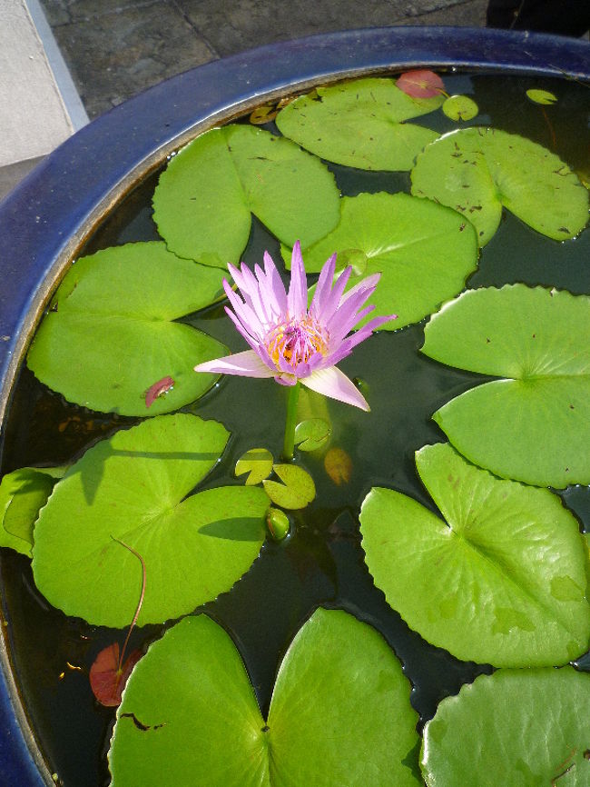 ハスの花！<br />…虫がたかってました…（笑）