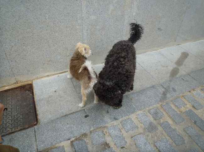 犬の可愛さは万国共通ですね。