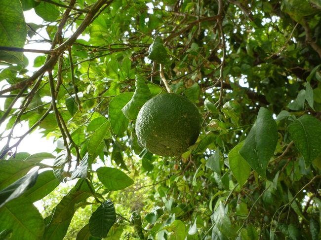 アンダルシアにはオレンジの木がいっぱい植えられています。<br />まだ食べれそうにないですが…。