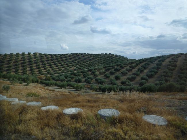 バスの車窓からも果てしない大地とオリーブ畑が広がります。<br />ずーっと見ていると変わらない景色についウトウト…。