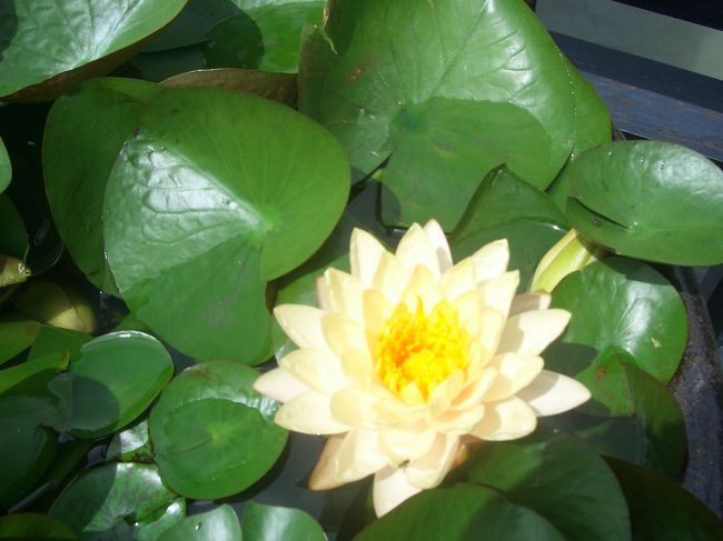 タイっぽいお花も。