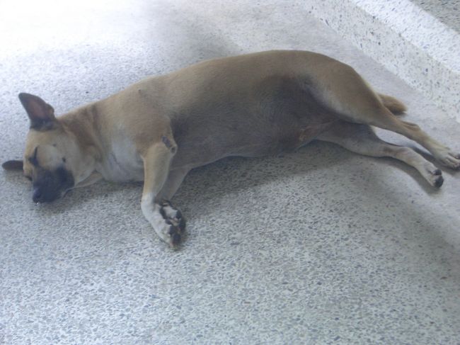 めっちゃかわいいわんこが寝てました。<br />暑いよね、バンコク。<br />なでたかったけど狂犬病が怖くてかなわず。