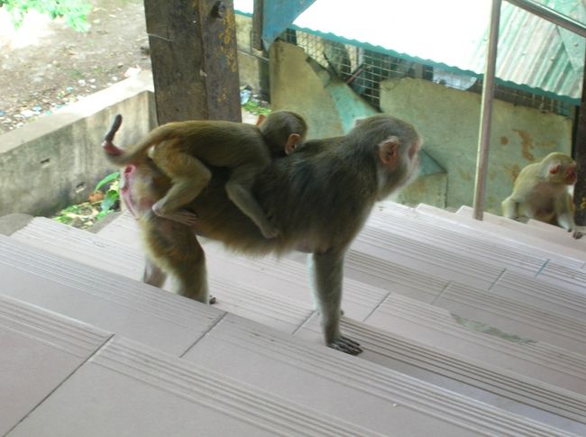 タウンカラッの頂上へは階段を20分ほど登って行きます。<br />猿が多くいますが、下手にからかわない限り、襲われたりはしません。ただし彼らの排泄物が所々にあって気をつけて登らなくてはなりません。 