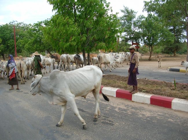 牛が道路を横断する。