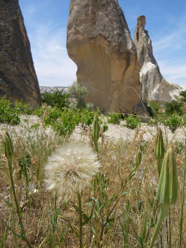 歩いていると、たんぽぽの綿毛のようなものが。<br />でも、す〜っごく大きくて、握りこぶしくらいあるんです。<br />あまりに大きいから写真撮ったんですが、比較物がないのであまり大きさが分からない（＾＾；
