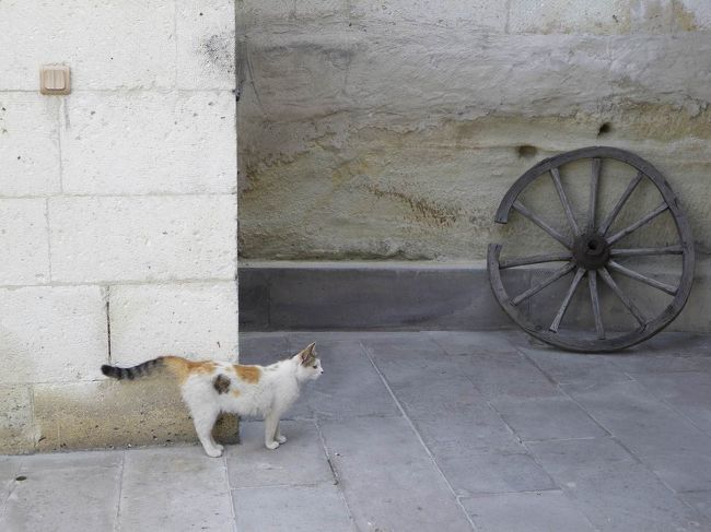 ホテルに戻ってくると、部屋の前にネコが！<br />なんかおしゃれに見えてしまう♪