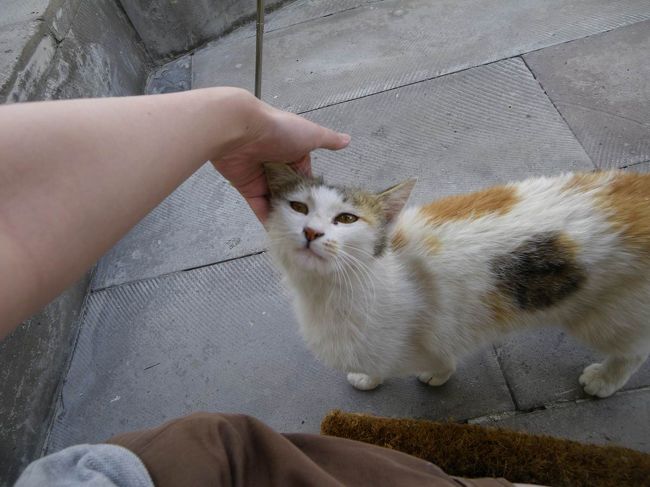 しかもすごく人懐っこくて、普通に寄ってくるからカワイイ☆<br />あたしは断然、犬派なのでネコをカワイイと思ったことがあまりなかったのですが、寄ってきてくれるとカワイイ(笑)<br />たぶんネコを触ったのは初めてでした！<br />…だって、すぐ逃げちゃうんだもん。