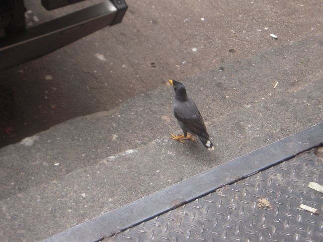 チュンチュン。