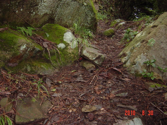 探検途中で、アカテガニに遭遇しました。<br />小さいので見え難いですが・・・