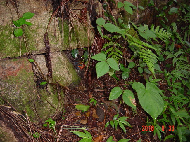 これもアカテガニです。