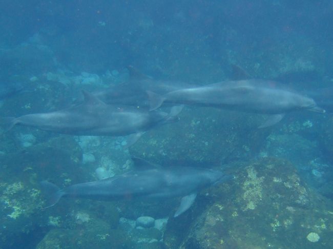 最初の１本目はたくさんいたのに何もできずじまい。<br /><br />とりあえず写真撮るのに必死でした。