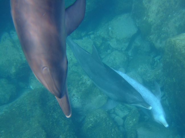 仰向けになって泳いでる姿はかわいい