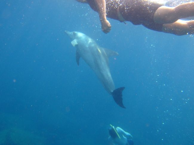 ドルフィンスイムがすごく上手な人たちが一緒のボートにいて、一瞬で深く潜ってイルカの周りを上手く泳いでました。<br /><br />自分は水面からシュノーケルで追いつくのが精一杯。