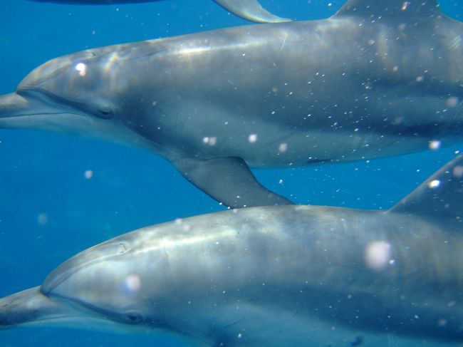 でもこんなに近づいて見れるだけでも大満足！