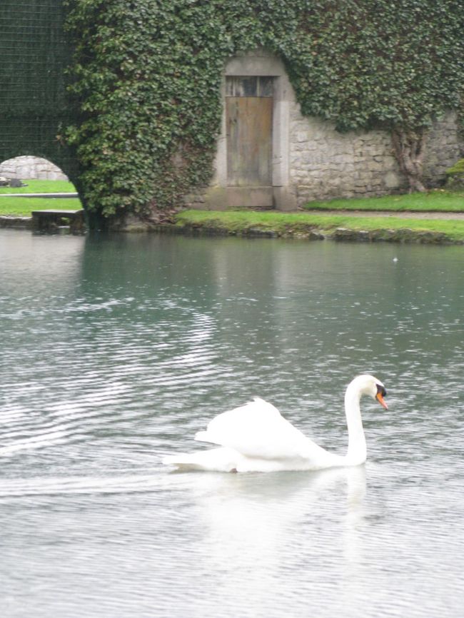 この池には、白鳥が浮かんでいます。