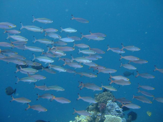 まずは１本目<br /><br />ポイント：Sebayol Kecil