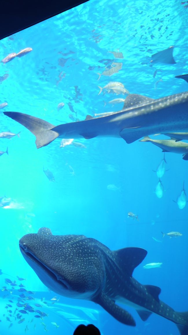 初上陸 灼熱の美ら島 沖縄 大海への誘い 美ら海水族館 国頭 大宜味 沖縄県 の旅行記 ブログ By Tossiyさん フォートラベル