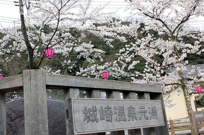 桜の城崎にて 城崎温泉 兵庫県 の旅行記 ブログ By バ ス クさん フォートラベル