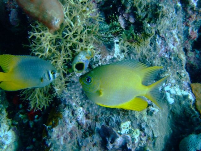 右：ヤマブキスズメダイ<br /><br />左：ヒレナガスズメダイ