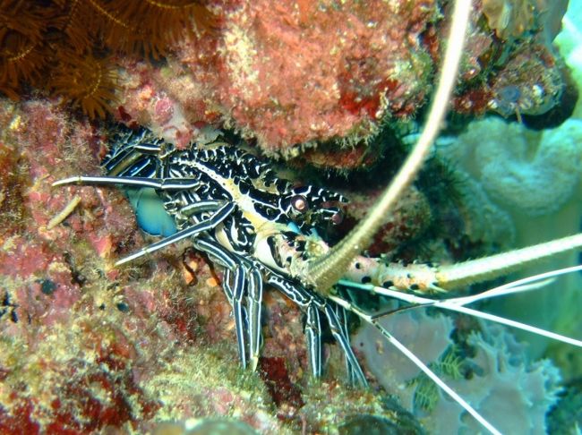 出発がだいぶ遅れてしまった為、２本目はナイトに。<br /><br />ポイントは同じSebayol Kecil