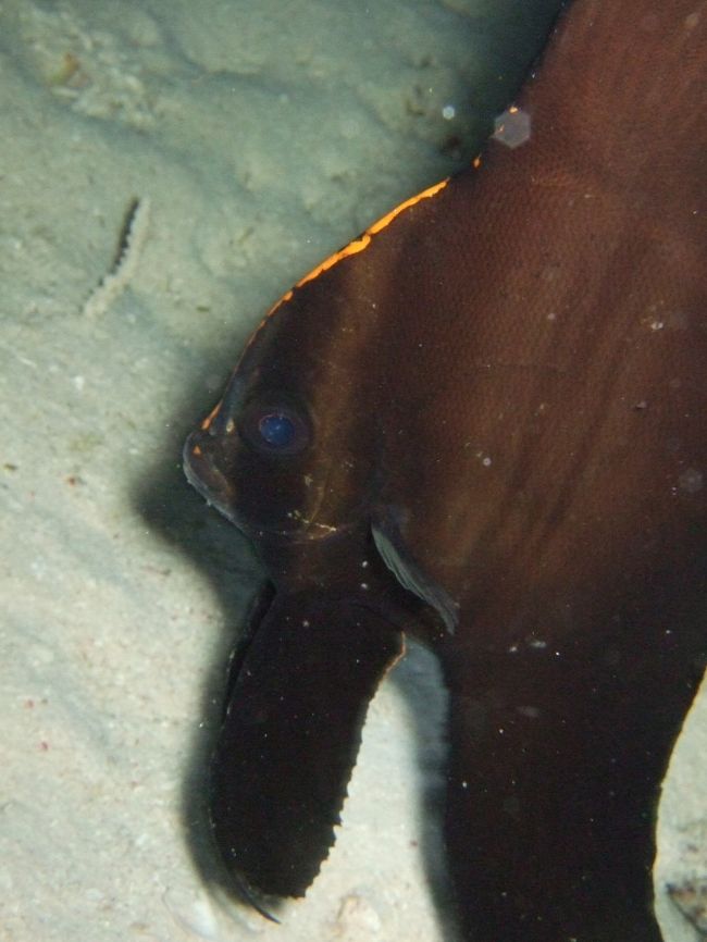 アカククリ<br /><br />幼魚から大人になりかけぐらい