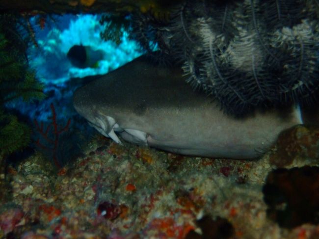 ネムリブカ<br /><br />岩の中に潜んでました