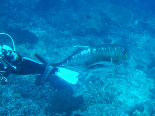 2本目：Crystal Rock。<br /><br />いちばん大物が見れるポイントです。<br />流れが速く潜行が大変でした。