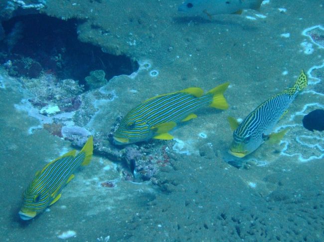 左・中 ：リボンコショウダイ<br />　　　 　日本にはいない珍しいタイプです。<br /><br />右 ：アヤコショウダイ