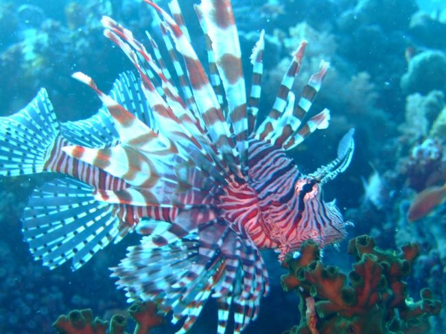 Kodipungi Lionfish