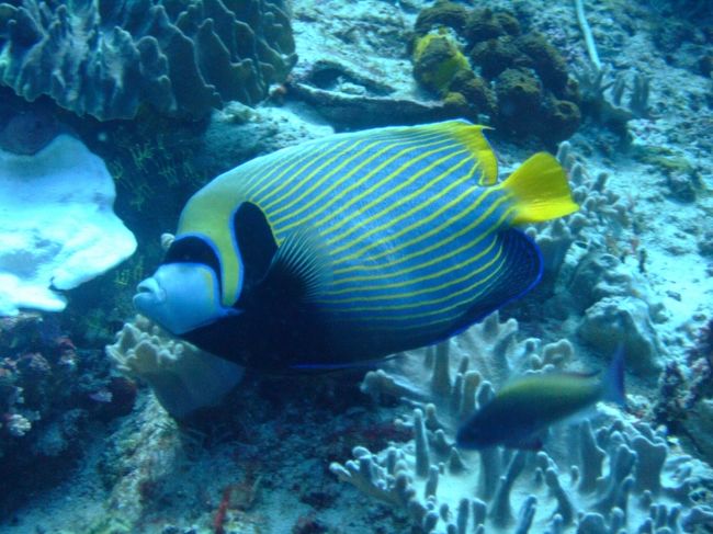 タテジマキンチャクダイ