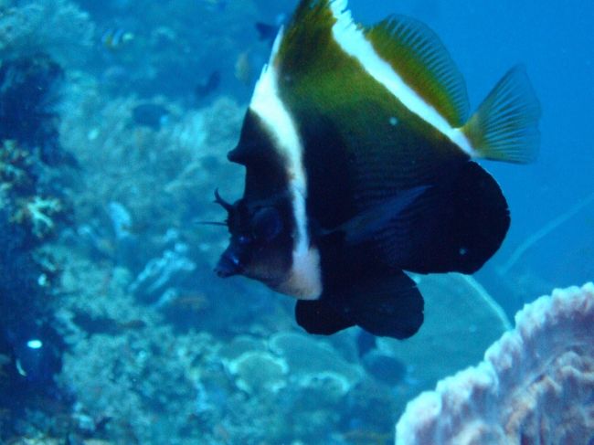 ツノハタタテダイ