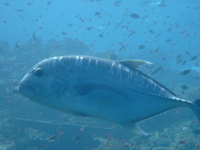 ロウニンアジ<br /><br />迫力があります。