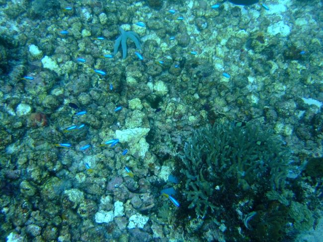 Makaser Reef<br /><br />マンタポイントです。<br /><br />爆破漁の影響で珊瑚礁が破壊されてました。