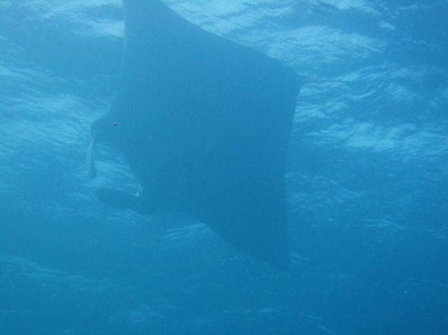 マンタ！<br /><br />でも一瞬で引き返して行ってしまいました。<br /><br />ふだんはもっと見れるようですが、残念ながら１匹だけ。<br />（その前の週はブラックマンタも含めて10匹も出たとか）