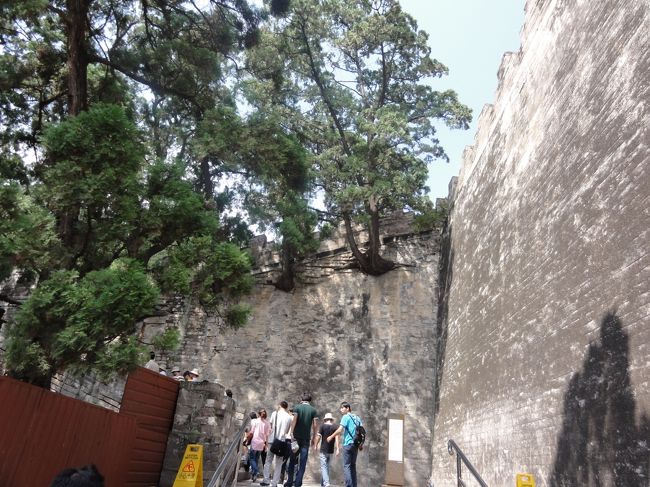 階段の間から木が生えている<br /><br />実は先に木がありその後に囲うように階段を<br /><br />作ったそうです